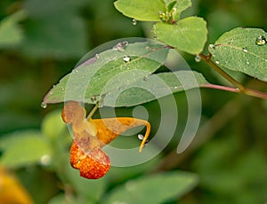 Naranja 